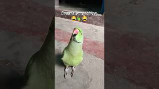 Funny parrot video 😂🦜😱shorts funnyparrot funnyvideo funny funnycomedy mithubeta viralvideo [upl. by Berna984]