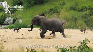 Enraged Elephant Vs Wild Dogs  Wildlife Sightings Today [upl. by Olocin]