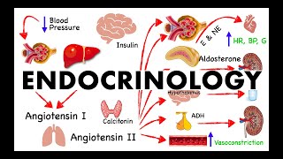 Endocrine System Lecture Human Anatomy and Physiology [upl. by Anikal474]