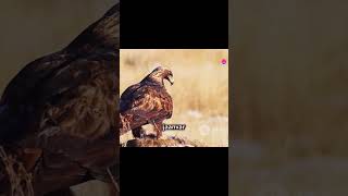 Eagle vs Hawk part4 eagle fight videos Baaj ki ladai  Eagle vs Hawk fight eagles factsinhindi [upl. by Yendirb]