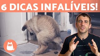 Como ensinar o cachorro a fazer suas necessidades no lugar certo 💩🐶 6 dicas [upl. by Vaughn]