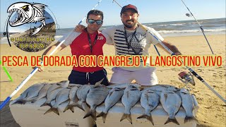 PESCA DE DORADA CON CANGREJO Y LANGOSTINO VIVO SURFCASTING [upl. by Abbye916]