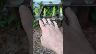 This is how you grow Romaine Lettuce that you bought from the store [upl. by Naharba]