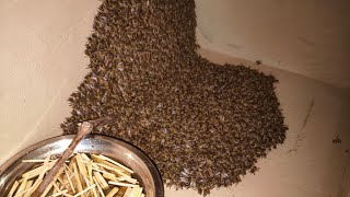 Save Queenless Colony Beekeeping At Home [upl. by Murphy543]