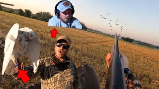 Pigeon Hunt Over Cut Wheat ft Joe Heintz  50 BIRDS amp BAND [upl. by Christina]