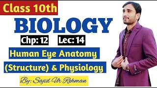 Human Eye Anatomy Structure and Physiology  Photoreceptors  10th Bio Chp 12 Lec 14 [upl. by Tallula5]