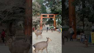 Day trip to Nara 🦌🌸 japan travel mini vlog narajapan japan japantravel [upl. by Naujuj]