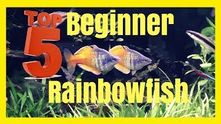 Top Five Beginner Rainbowfish  Excellent Community Fish [upl. by Gabie]