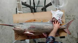 HOW TO CLEAN A PADDLEFISH [upl. by Yorgen]