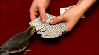 Parrot cockatiel playing Blackjack [upl. by Dodge]