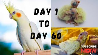 Baby Cockatiel Growth Stages  Cocktail growth stage [upl. by Neiv]