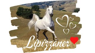 Lipizzaner Horse  Lipica Stud Slovenia [upl. by Suiramaj]