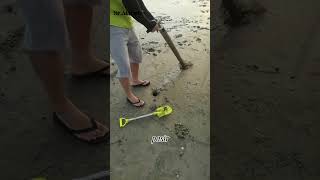 MANCING UDANG MANTIS 🦐 youtubeshorts [upl. by Nasah272]