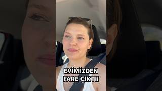 EVİMİZDEN FARE ÇIKTI shorts gözdetürker shortvideo korkunçbilgiler [upl. by Sue]