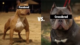 Purebred vs Cross Bred vs Mixed breeds [upl. by Tulley]