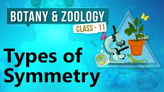 Types of Symmetry  Kingdom Animalia  Biology Class 11 [upl. by Llerdna657]