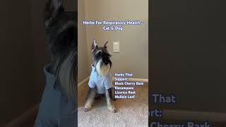 Herbs For Respiratory Health  Cat amp Dog [upl. by Eibloc]