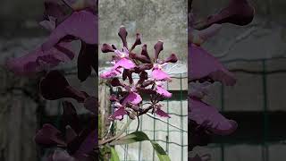 Encyclia shortsviral orquideas orchid flores cultivo vidanaroca [upl. by Ytiak724]