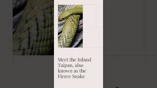 The Australian Inland Taipan [upl. by Ardnasirhc]