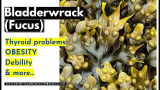 BLADDERWRACK BENEFITS  OBESITY THYROID PROBLEMS DEBILITY etc [upl. by Beal163]