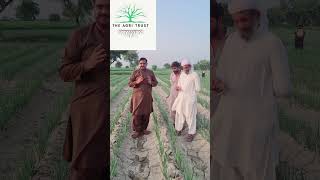 Onion crop fertilizer [upl. by Betthel]