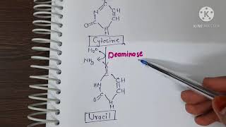 Degradation of pyrimidine nucleotide [upl. by Sarene829]