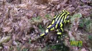 Saving the Corroboree Frog [upl. by Garnes]