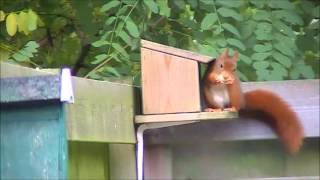 Een tuin vol vogels en eekhoorns  herfst 2012 [upl. by Sitoiganap]