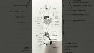 Morphology of human heart humanheart anatomy science doctor heartphysiology heartfunction [upl. by Ttegdirb]