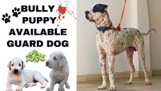 Pakistani Bully Dog Puppy Available in Low Price  Big Pakistani Bully Kutta Puppy ✴️ [upl. by Rech]