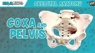 Coxa amp Pelvis Anatomy [upl. by Gabi570]