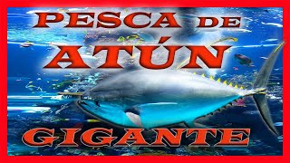 PESCA PESADA de ATUN GIGANTE 2020 [upl. by Jedidiah]