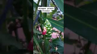 GINGER FLOWER viralshort ginger plants youtubeshorts trendingshorts [upl. by Etteneg425]