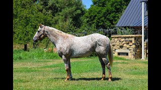 SASSAFRAS  Gorgeous 13 year old leopard appaloosa mare [upl. by Davey102]