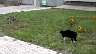 Cat Chases Dog [upl. by Bala]