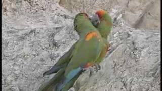 Redfronted Macaws Bolivia [upl. by Ahseiyk]