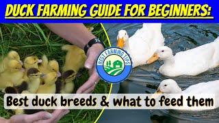 Duck farming guide for beginners What to feed ducks amp best duck breeds [upl. by Nived]