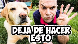 4 Errores que Cometes al Castigar a tu Perro y QUIZÁS aun no lo SABES [upl. by Ailecnarf]