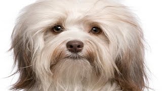 Havanese Dog Breed [upl. by Shiroma]