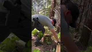 Stihl MS180 and Fiskars X17 cutting firewood [upl. by Narad294]