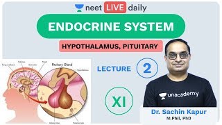 Endocrine System  L2  Hypothalamus Pituitary  Unacademy NEET  LIVE DAILY  Biology  Sachin Sir [upl. by Anialed]