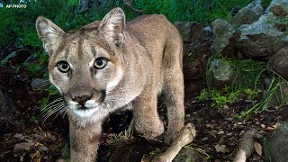 Mountain lion attack leaves man dead and injures his brother in NorCal [upl. by Asit]