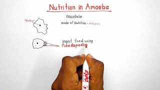 Nutrition in amoeba  chapter Life processes  class 10 [upl. by Artekal]