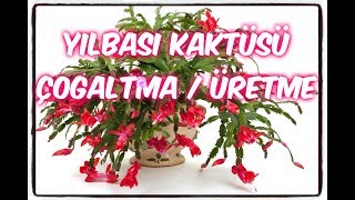 YILBAŞI KAKTÜSÜ ÇOĞALTMAÜRETME NASIL YAPILIR PÜF NOKTASI NEDİRHow to reproduce Christmas cactus [upl. by Leal]