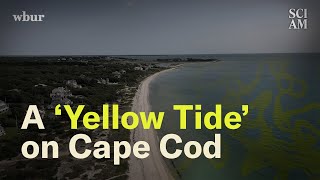 Cape Cod Has a Big Problem Simmering Just Below Its Surface [upl. by Eiffub916]