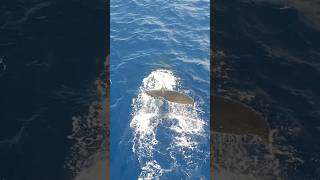 SHOCKING ENCOUNTER HUMPBACK WHALE WITH A BITTEN TAIL SPOTTED IN THE OCEAN [upl. by Obmar]