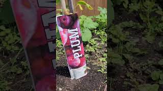 Plum tree in Backyard 🇨🇦❤️✅ reels youtubeshorts plum plumtre [upl. by Domini]