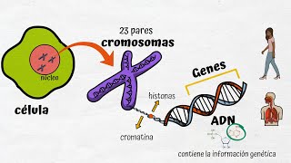 ADN Cromosomas y Genes [upl. by Jerroll840]