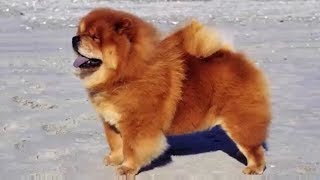 Chow Chow barking  DOG BARKING Sound Effect High Quality [upl. by Molahs680]