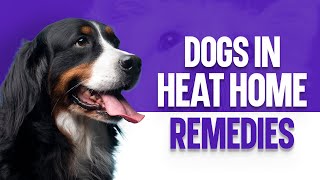 Dogs In Heat Home Remedies [upl. by Pierpont474]